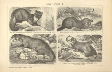 Zwierzęta cz. 6 oryginalne XIX w. grafiki