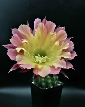 kaktus Echinopsis hybryd   9-2002