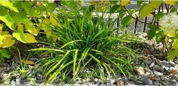 Turzyca Carex Irish green Morrowii 15 szt sadzonki