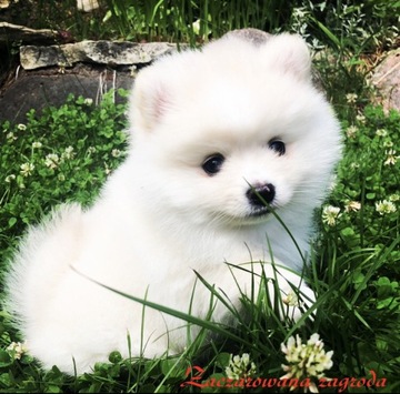 Szpic miniaturowy pomeranian