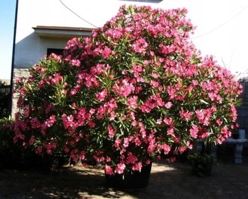 Oleander – Nerium Oleander 30n                  
