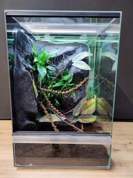 Terrarium dla gekona żaby 40x40x60 