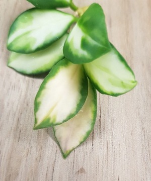 Hoya heuschkeliana variegata - cięta sadzonka