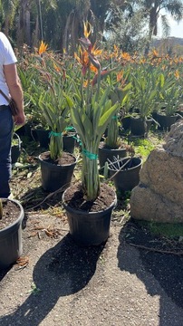 Strelicja Królewska / Strelitzia Reginae/100-120cm