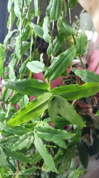Trzykrotka Callisia Multiflora