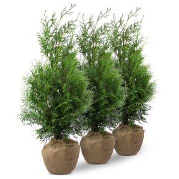 Tuja Thuja BRABANT najszybciej rosnąca  90-130 cm