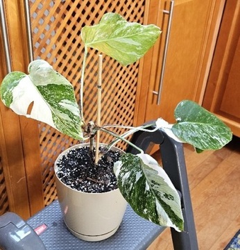 Monstera Deliciosa variegata - roślina w doniczce