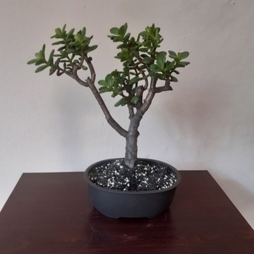 Portulacaria Afra bonsai