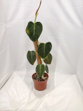 Philodendron melanochrysum - piękny kwiat 60 cm