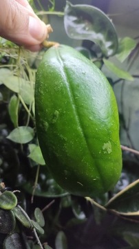 Hoya nova Honey Pot