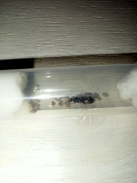 mrówki lasius niger