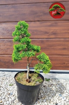 Jałowiec formowany na wzór bonsai 65cm