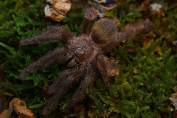 Psalmopoeus reduncus L2-3