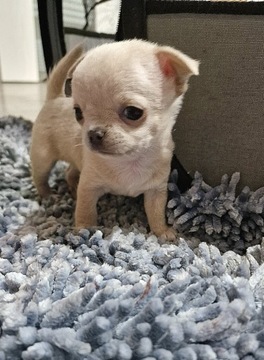 Chihuahua piesek krótkowłosy ZKWP