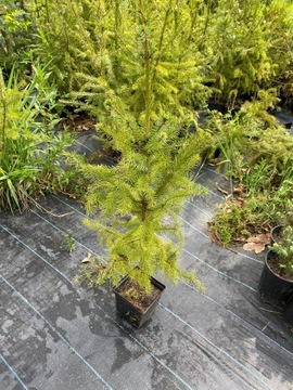 Świerk serbski - Picea Omorica 30/60CM DONICZKA