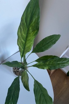 Spathiphyllum peace Lily variegata 