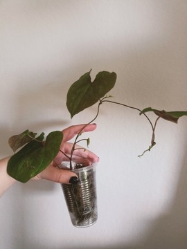 Dioscorea discolor silver 