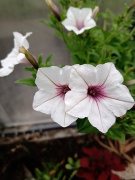 SUPERTUNIA SILVERBERRY 6 SADZONEK WIELOPAK