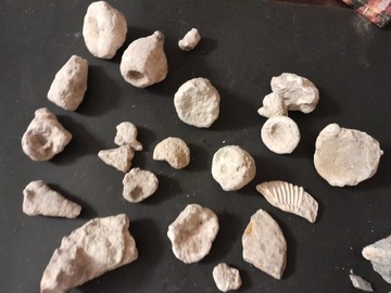 Skamieniałości,  skamieliny,  Gąbka, amonit, zesta