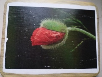Obraz - kwiat,  rękodzieło, handmade