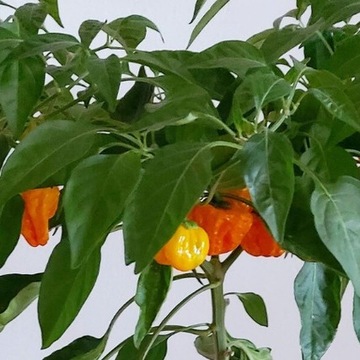 Papryka Scotch Bonnet