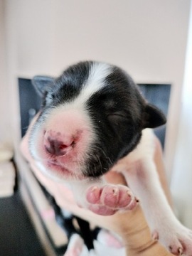 Border Collie szczenięta 