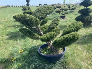 Bonsai z Jałowca 'Mint Julep' - WIELKIE 'CHMURKI'