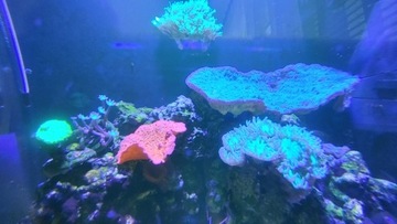 Duncanopsamia korale