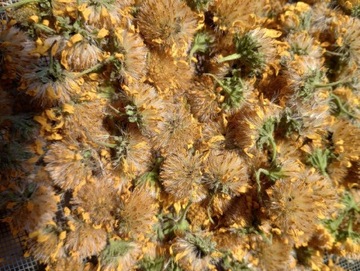 Kwiat arniki łąkowej, suszony 
