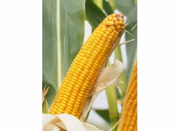 Materiał siewny kukurydza Casandro + Optiplus 