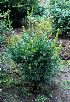 Bukszpan wieczniezielony 'Planifolia' Buxus 032