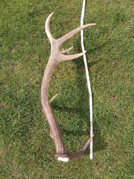 Trofeum,poroże jelenia,czternastak 87cm