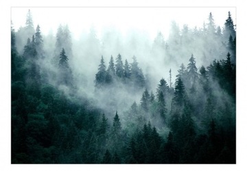 Fototapeta ciemny zielony las we mgle