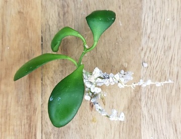 Hoya heuschkeliana - ukorzeniona sadzonka