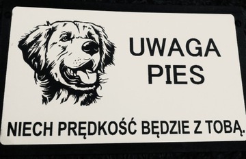 Tabliczka ostrzegawcza uwaga zły pies labrador