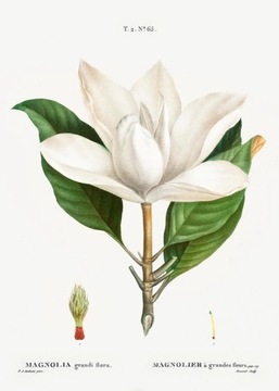 Plakat A4 Magnolia Grandiflora Flower Botanical