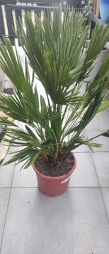 PALMA KARŁATKA CHAMAEROPS HUMILIS VULCANO