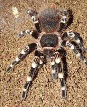 Acanthoscurria geniculata L1/2 pakiet 10 szt