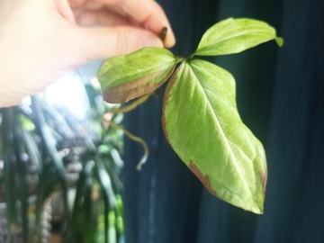 Syngonium Red Spot Tricolor regres