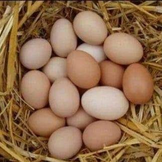 Świeże wiejskie jajka z własnego gospodarstwa
