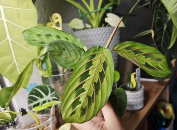 Maranta Tricolor 