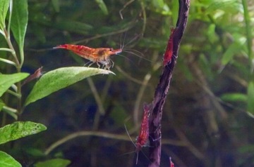 Krewetki Red mchy i rośliny do krewetkarium lux