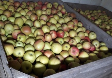Jabłka na soki LIGOL 18kg od sadownika 