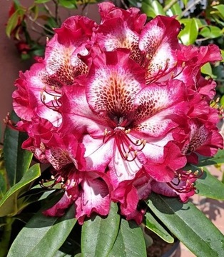 RÓŻANECZNIK 'Painted Purple' | Rhododendron