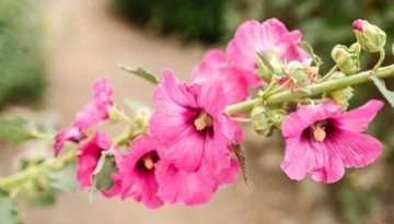 Malwa ogrodowa różowa sadzonki malwy