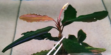 Bucephalandra Red Cerberus