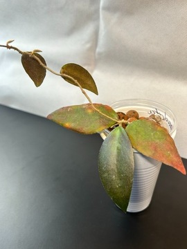 Hoya Caudata - sadzonka ukorzeniona, rosnąca