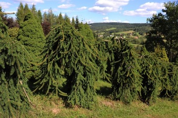 Świerk pospolity Picea abies Inversa 200 - 300 cm+