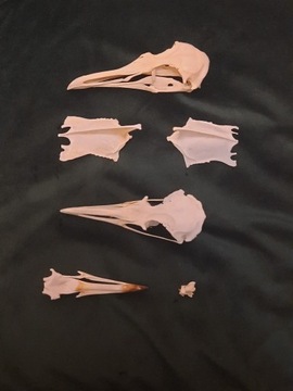 Zestaw naturalnych ptasich kości