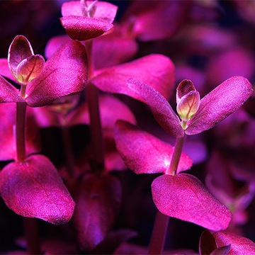 Bacopa salzmannii Purple - najpiękniejsza bakopa salzmanii